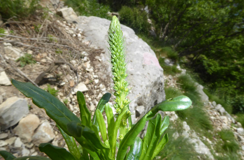 Reseda luteola - Resedaceae